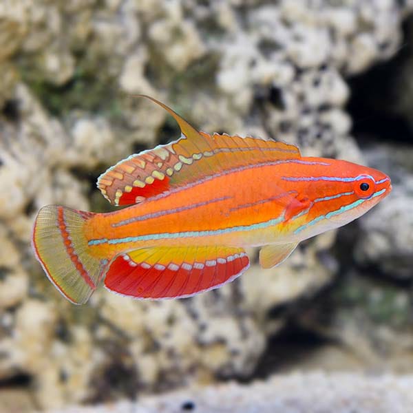 Mccosker Fairy Wrasse