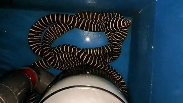 Zebra Eel Fish
