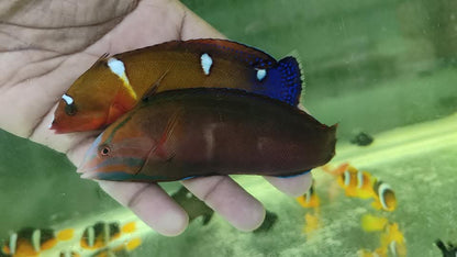 African Red Cori's