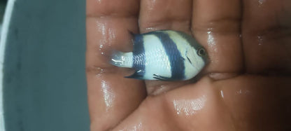 Humpug Damsel