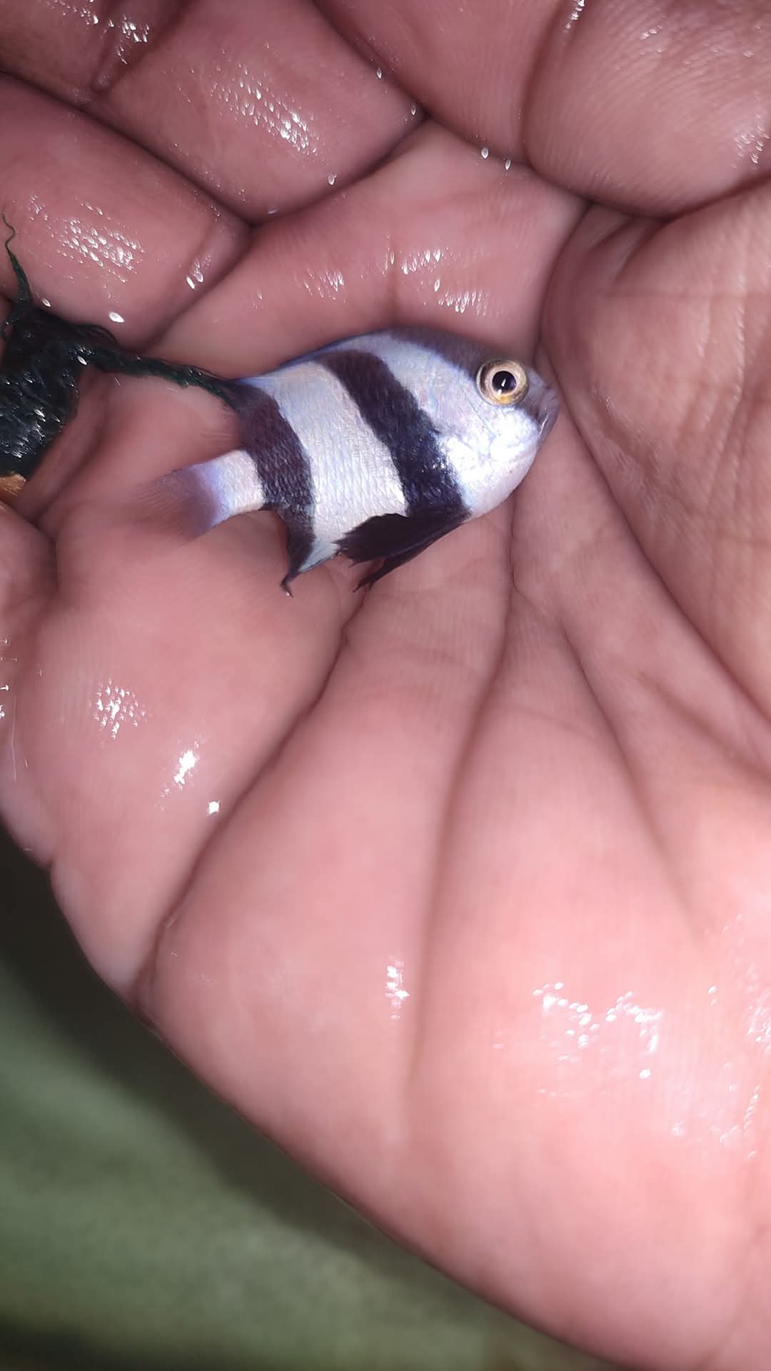 Humpug Damsel
