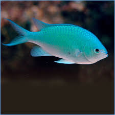 Blue Green Chromis