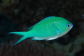 Blue Green Chromis