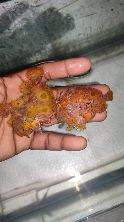 Frog Fish
