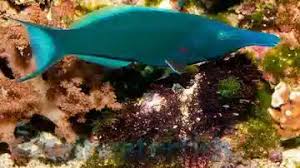 Blue Bird Wrasse