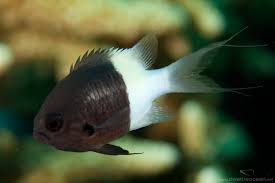 Dimidiata Chromis