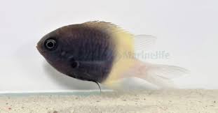 Dimidiata Chromis