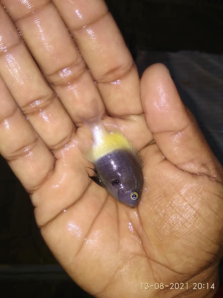 Dimidiata Chromis