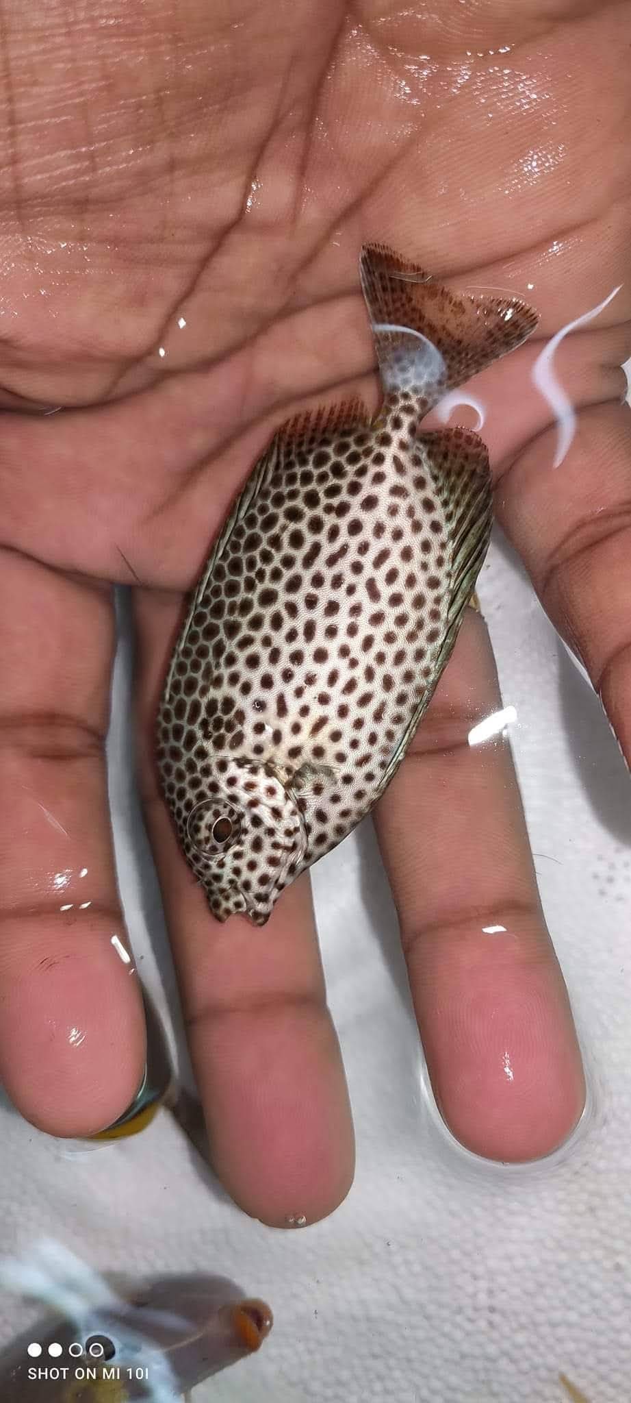 Goldan Spotted Rabbit Fish