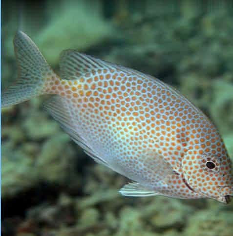 Goldan Spotted Rabbit Fish