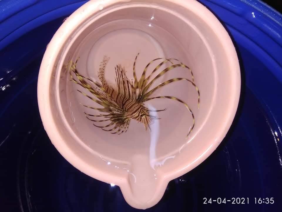 Lion Fish