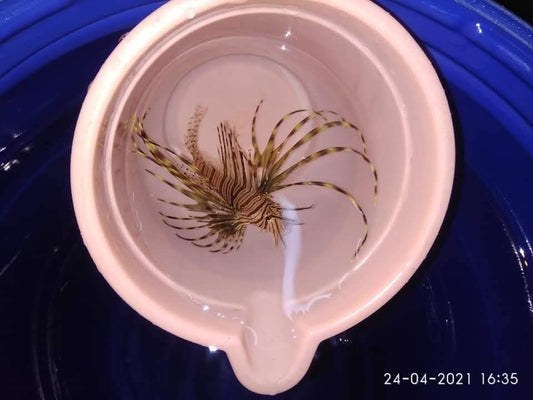 Lion Fish