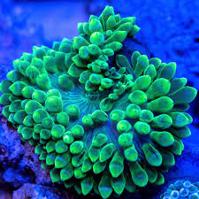 Pink/Green Bubble Tip Anemone