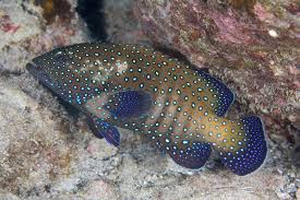 Blue Spotted Grouper