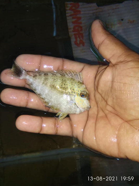 Valmigii Tang Fish