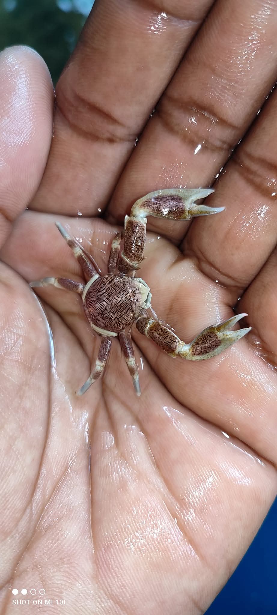 Porcelain Anemeon Crab
