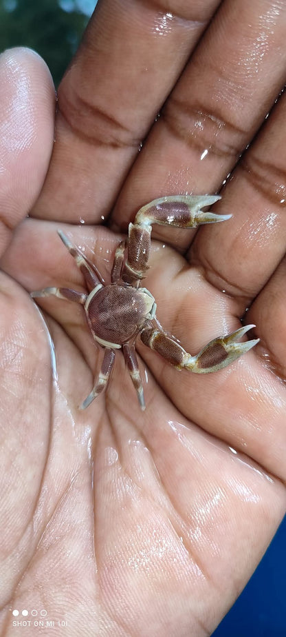 Porcelain Anemeon Crab