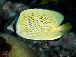 Citran Butterfly Fish
