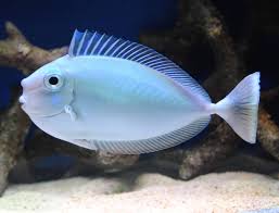 Blue Horan Unicon Tang (Copy)