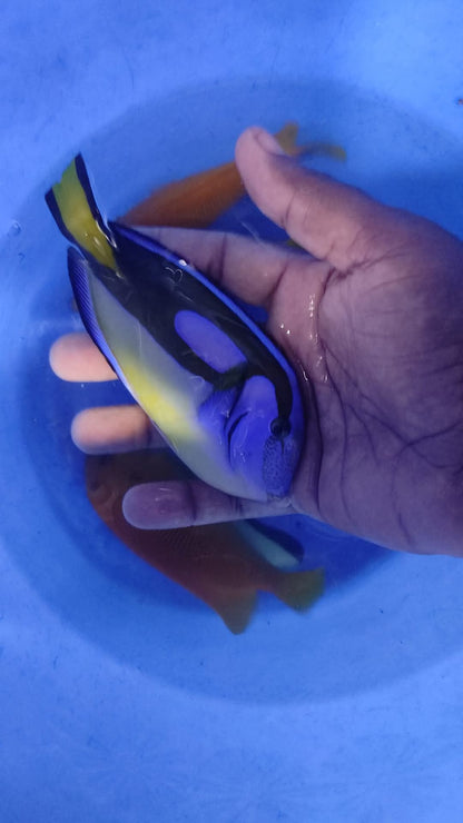 Yellow Belly Regal Tang Fish
