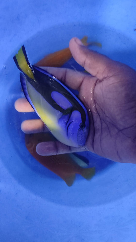 Yellow Belly Regal Tang Fish