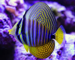 Indian Sailfin Tang