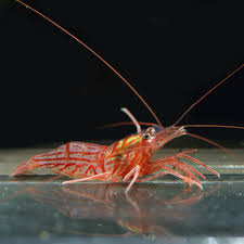 Peppermint Shrimp