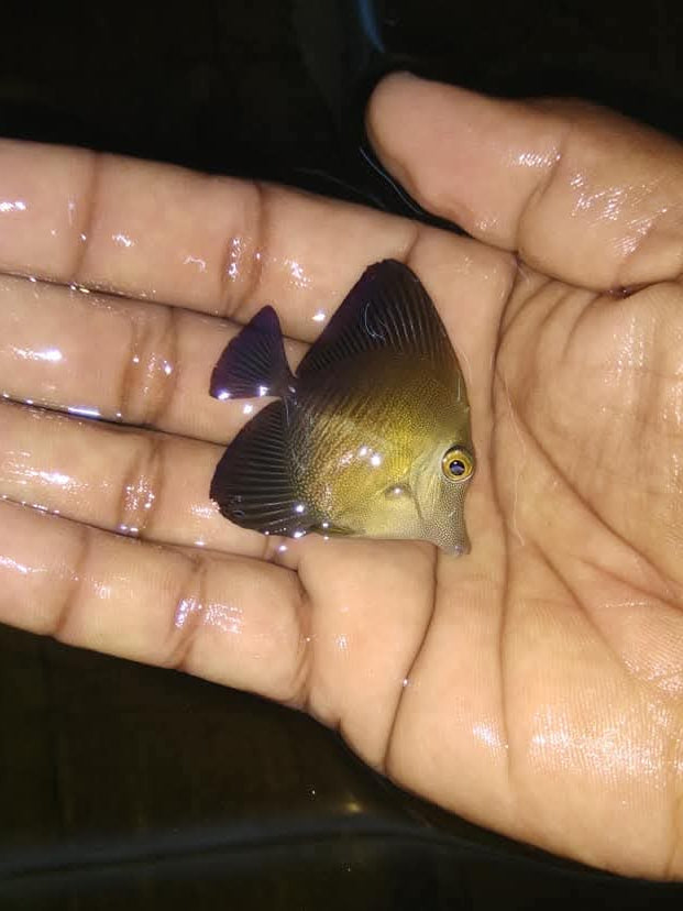 Scopas Tang Fish