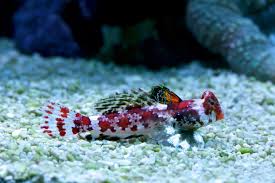 Red Scooter Goby
