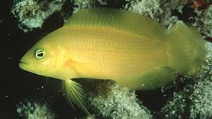 Yellow Dottyback Fish