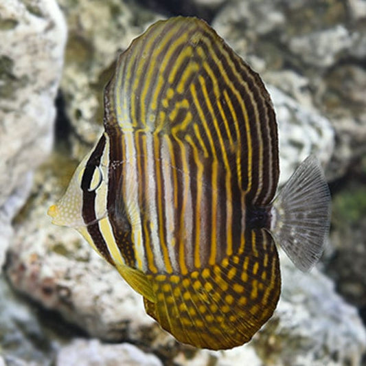 Sailfin Tang Fish