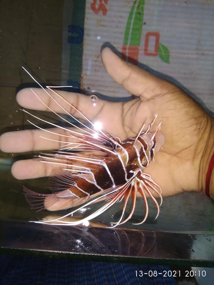 Clearfin Lion Fish