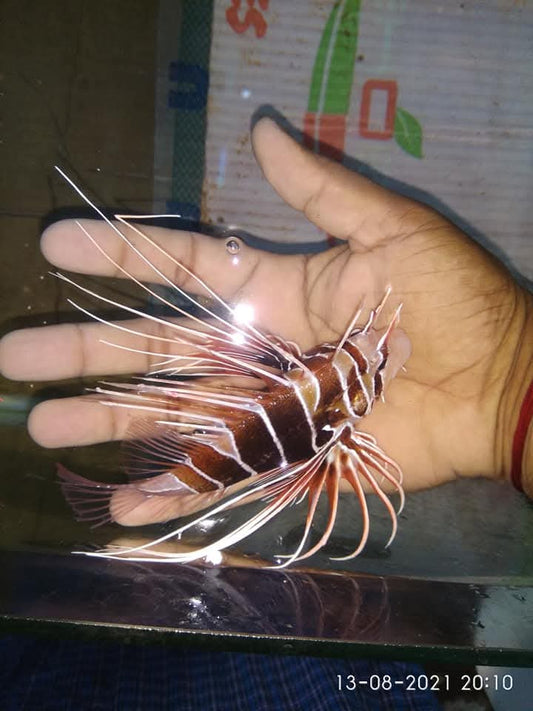 Clearfin Lion Fish