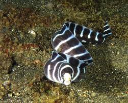Barred Moray Eel Fish