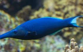 Blue Bird Wrasse