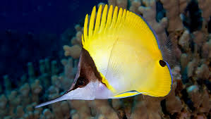 Long Nose Butterfly Fish