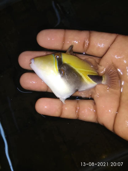 Rectangular Trigger Fish