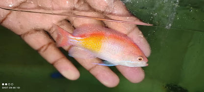 Red Fairy Anthias Fish