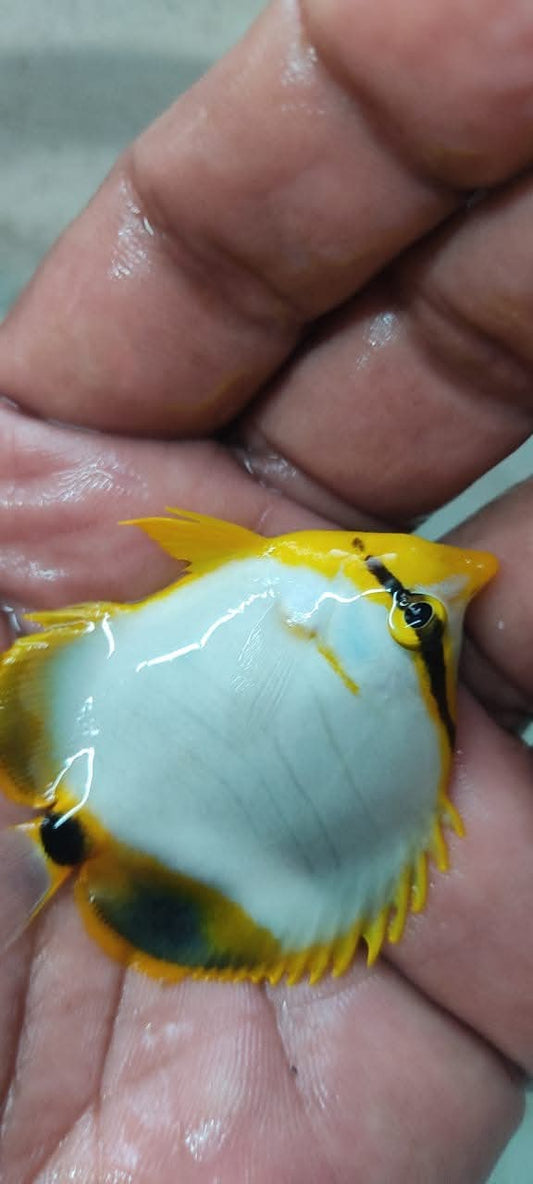 Yellow Head Butterflyfish