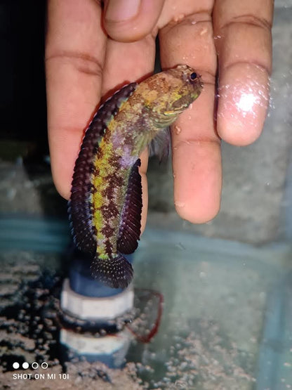 Jaw Fish