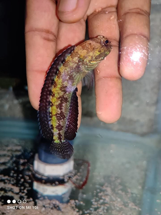 Jaw Fish