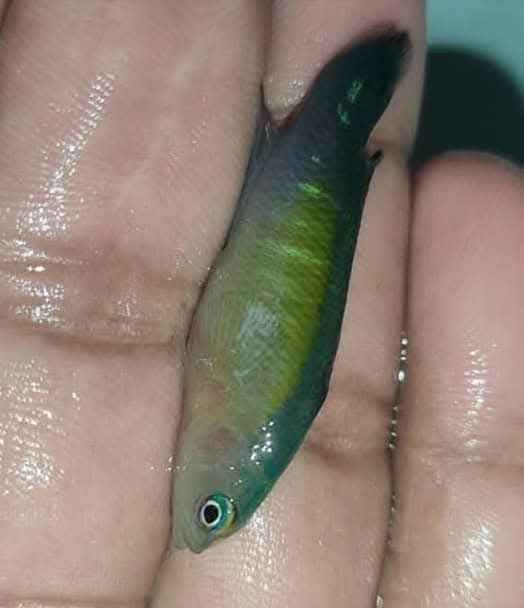 Blue Bar Dottback Fish