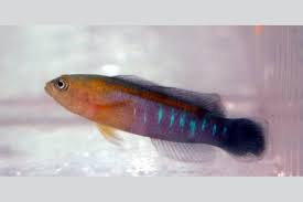 Blue Bar Dottback Fish
