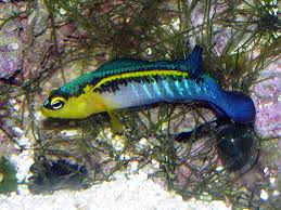 Blue Bar Dottback Fish