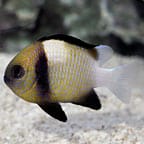 Cloudy Damsel Fish
