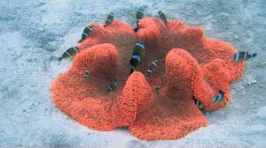 Red Carpet Anemone