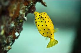 Yellow Box Fish