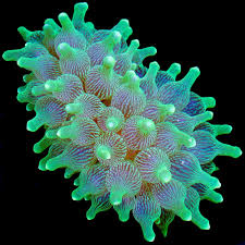 Green Bubble Tip Anemone