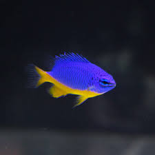 Azure Damsel Fish