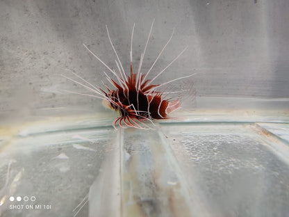 Clearfin Lion Fish